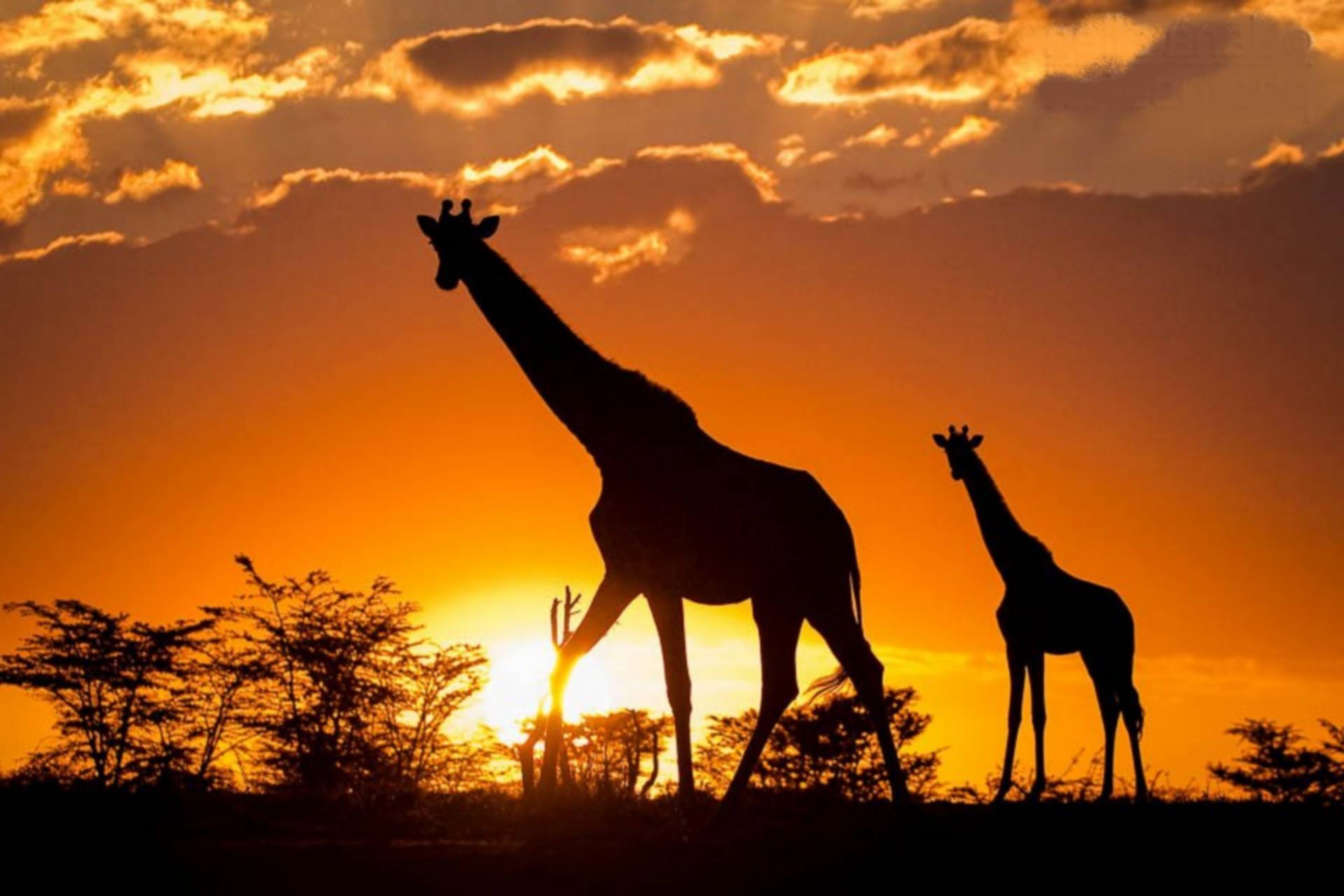 Le Kenya avec SAVANNA TOURS & SAFARIS - DMC Guide